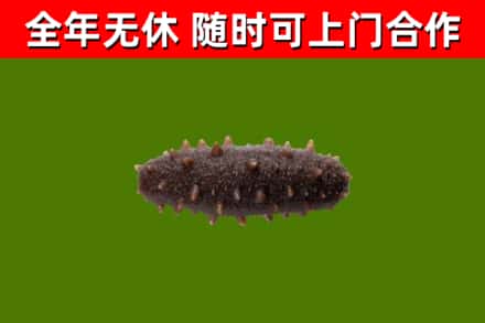 肥城市回收海参干